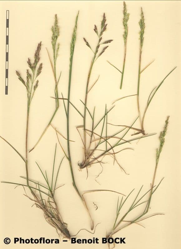 Andelgras 28
