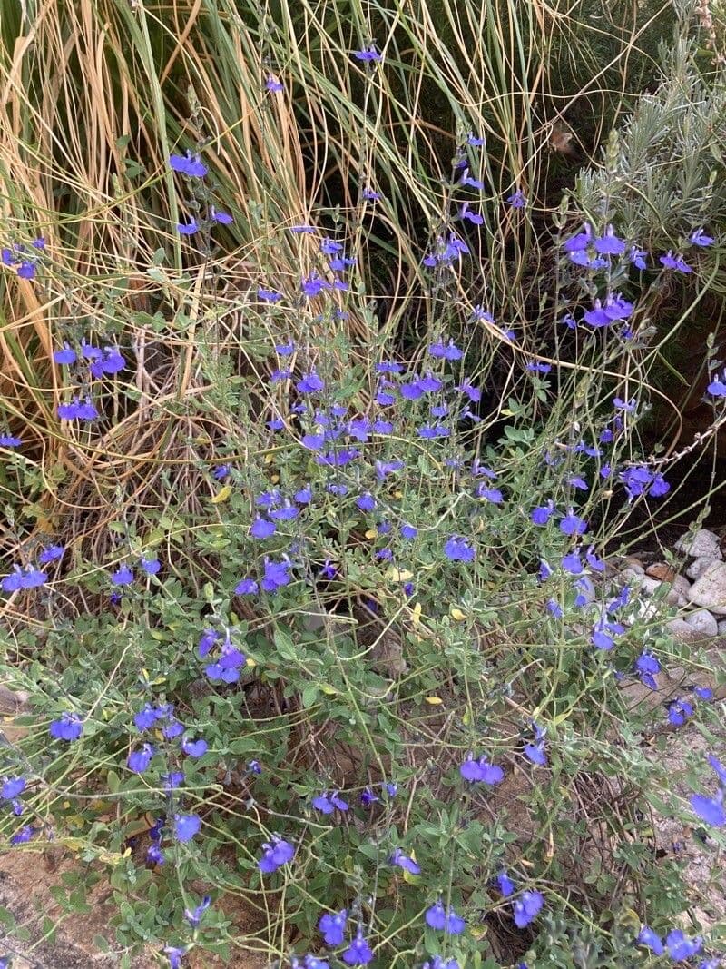 Salvia germandrina 9