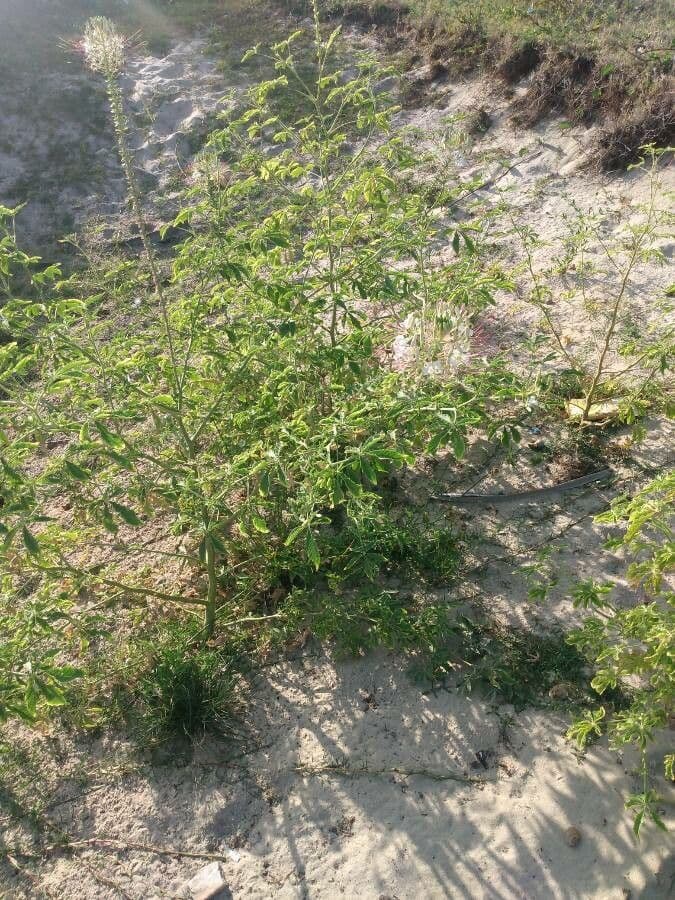 Cleome 13