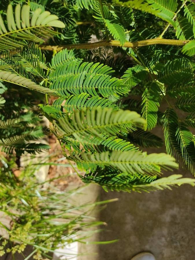 Guaratinga 4
