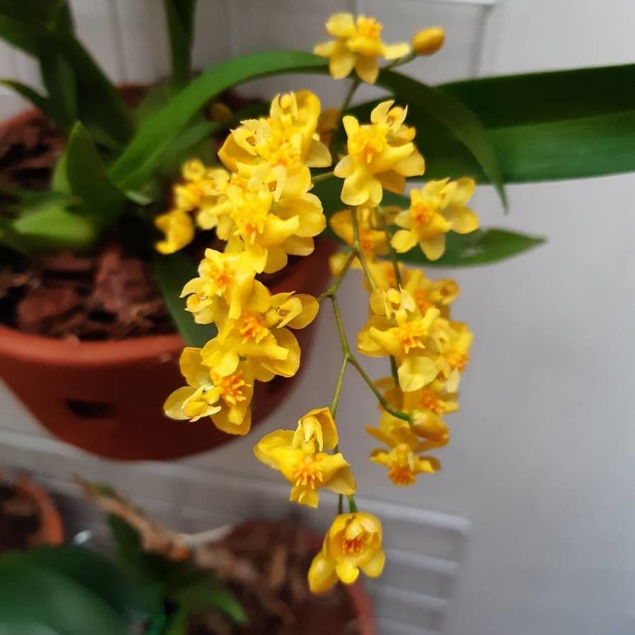 Oncidium 5