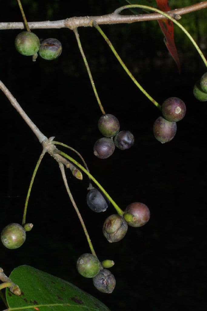 Nyssa sylvatica 3