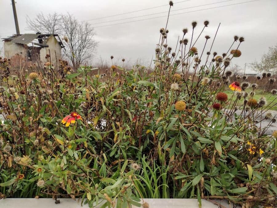 Gaillardia 3