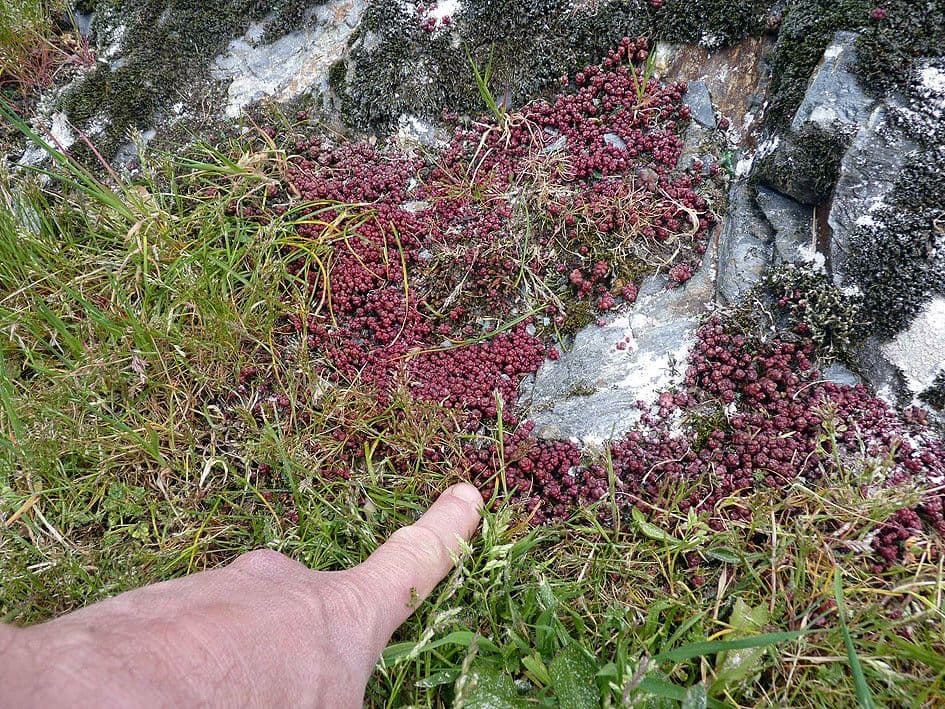 Borracina di Anjou 11