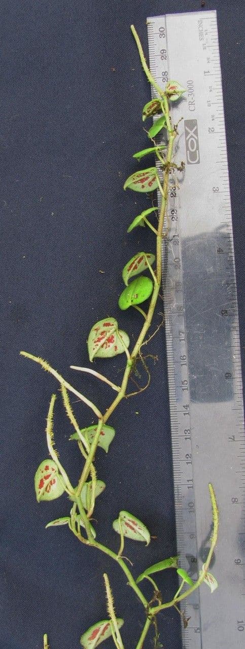 Pfeffernuss 21
