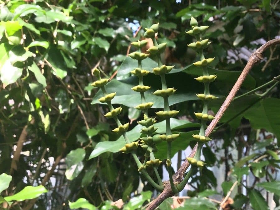 Gnetum gnemon 25