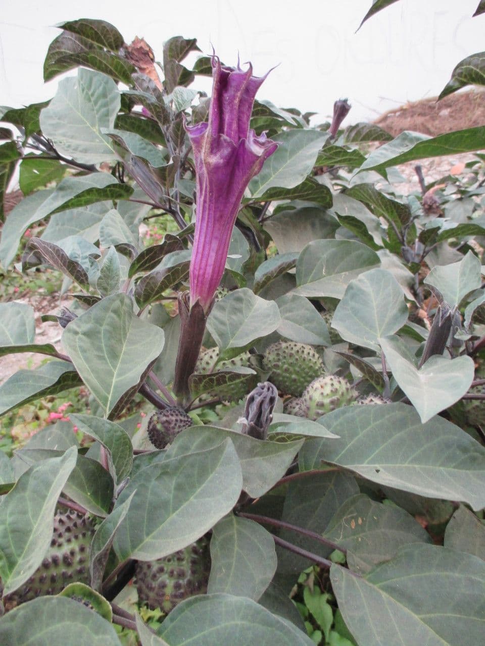 Datura metel 7