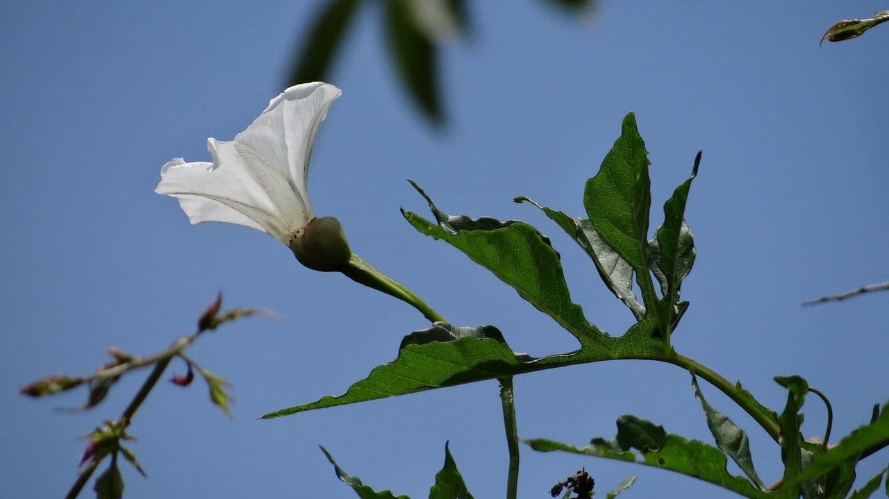 Operculina tanacetifolia