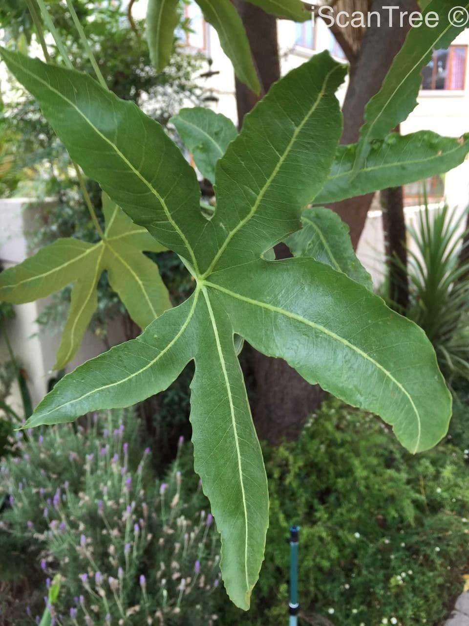 Kandelaberbaum 3