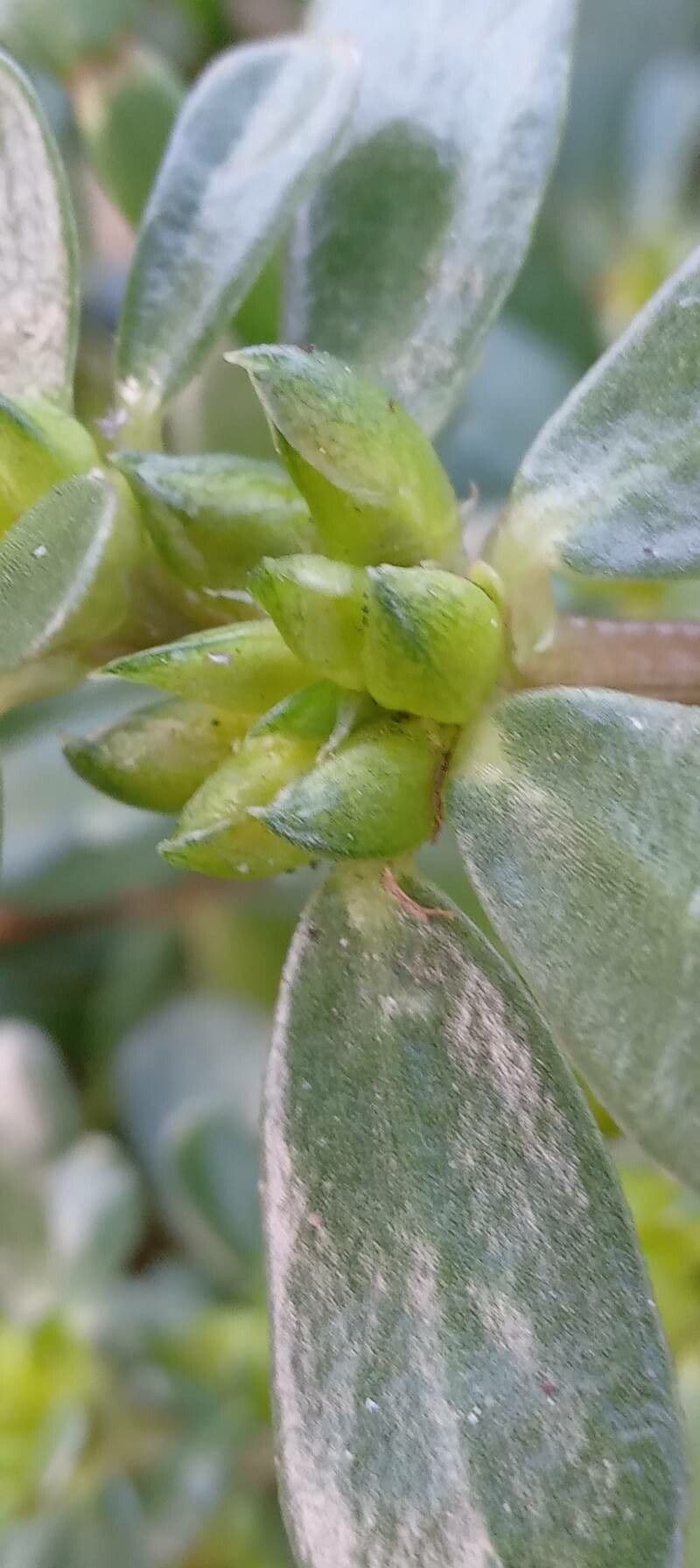 Porcellana comune 3