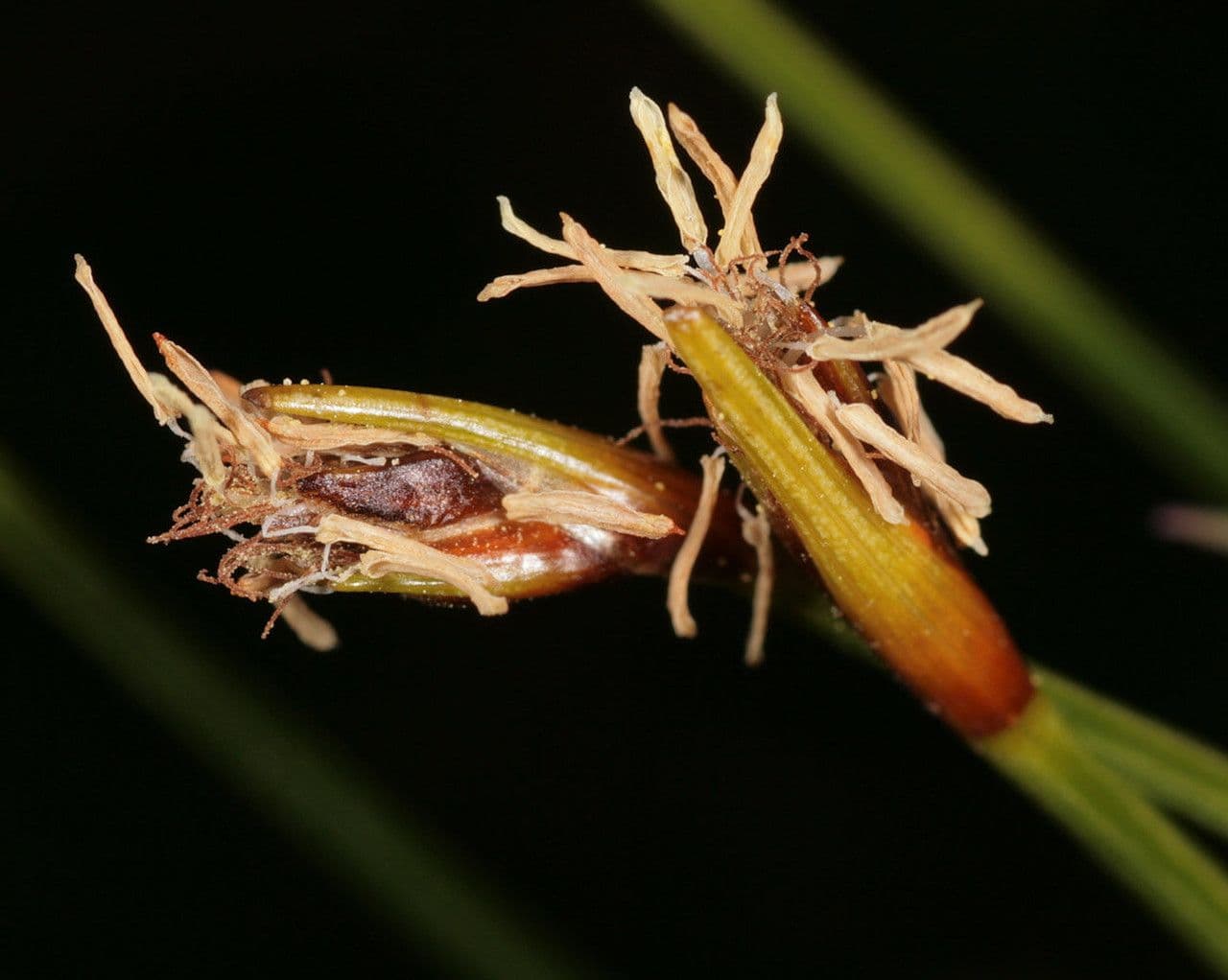 Rasenbinse 2
