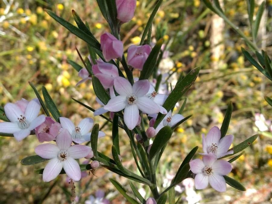 Eriostemon australasius 3