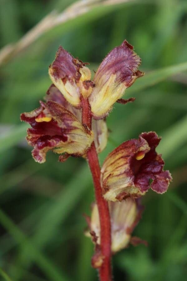 Succiamele gracile 9
