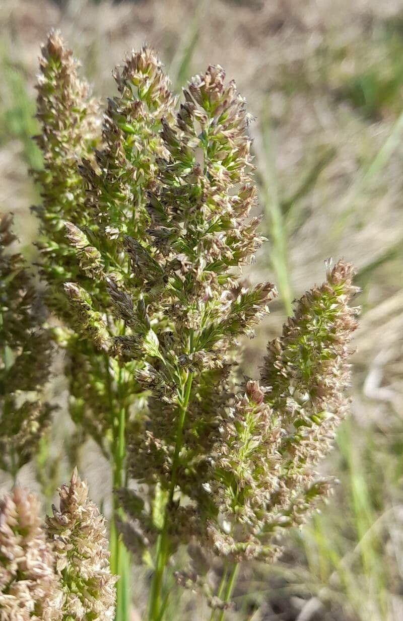 Erba lanosa