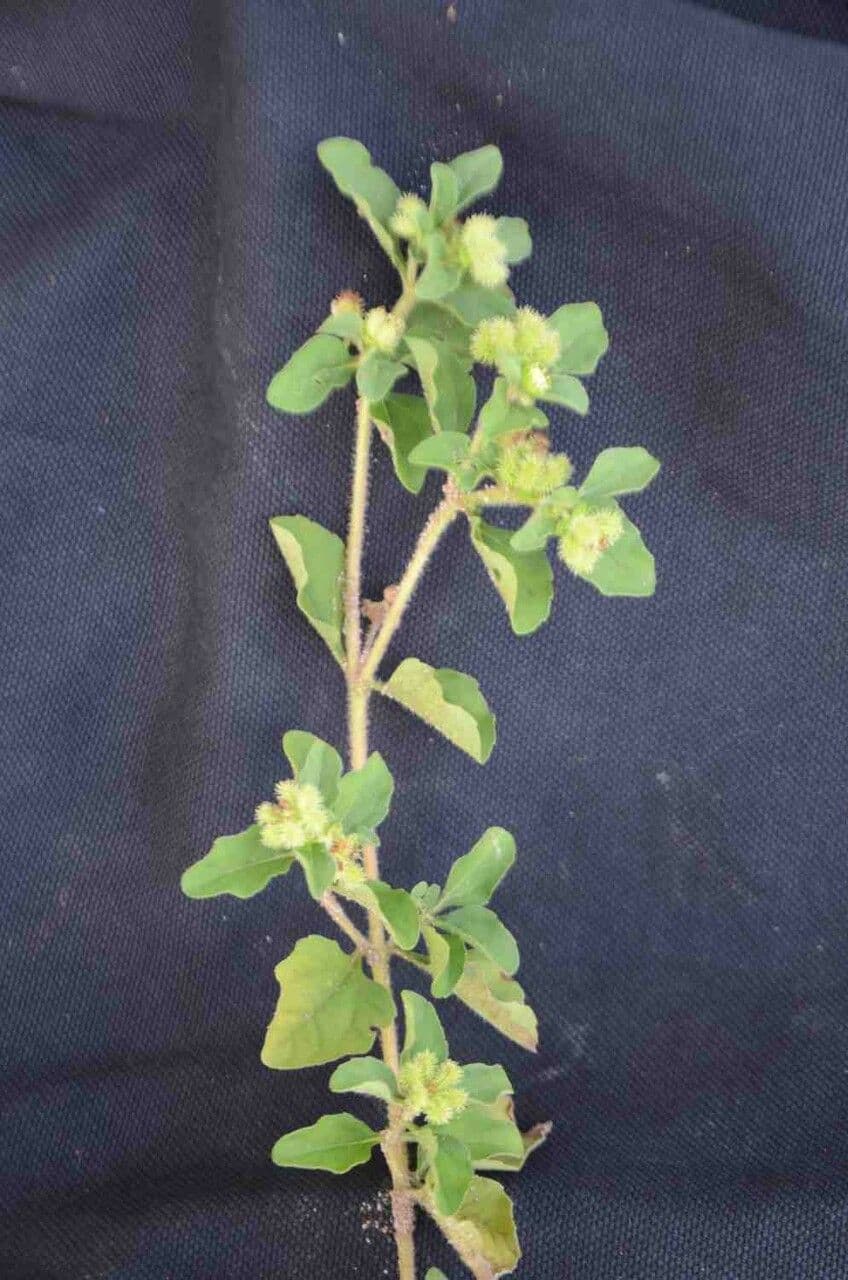 Acanthospermum australe 20