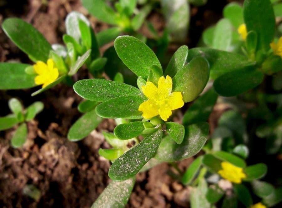 Porcellana comune 8