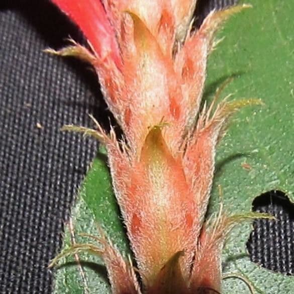Aphelandra scabra 3
