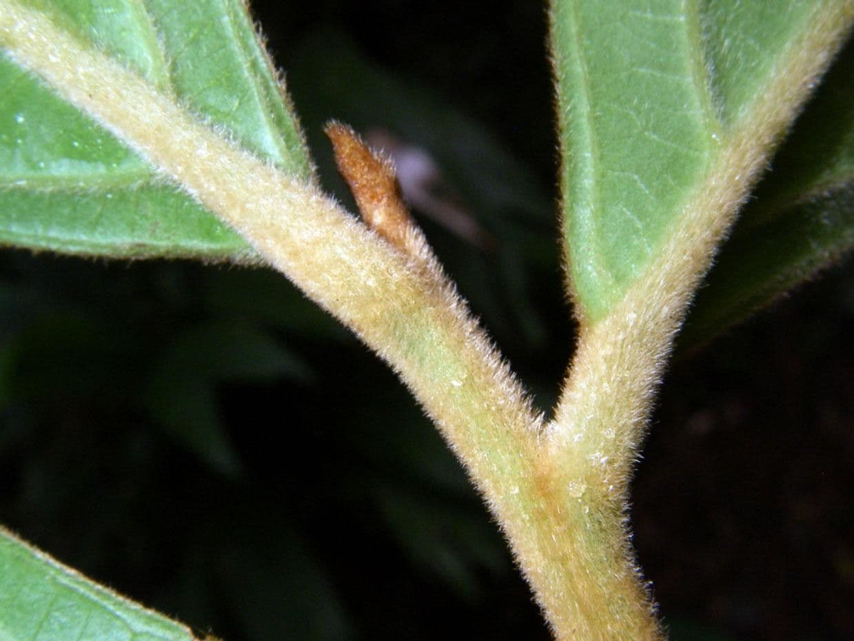 Ocotea 11