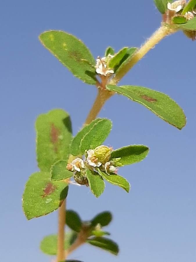 Euphorbe maculée 6