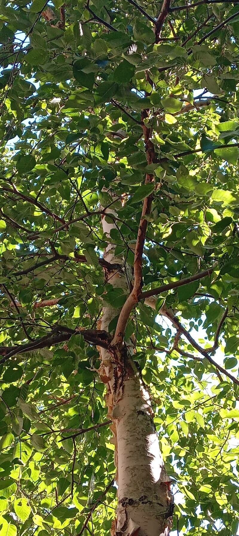 Brzoza himalajska 14