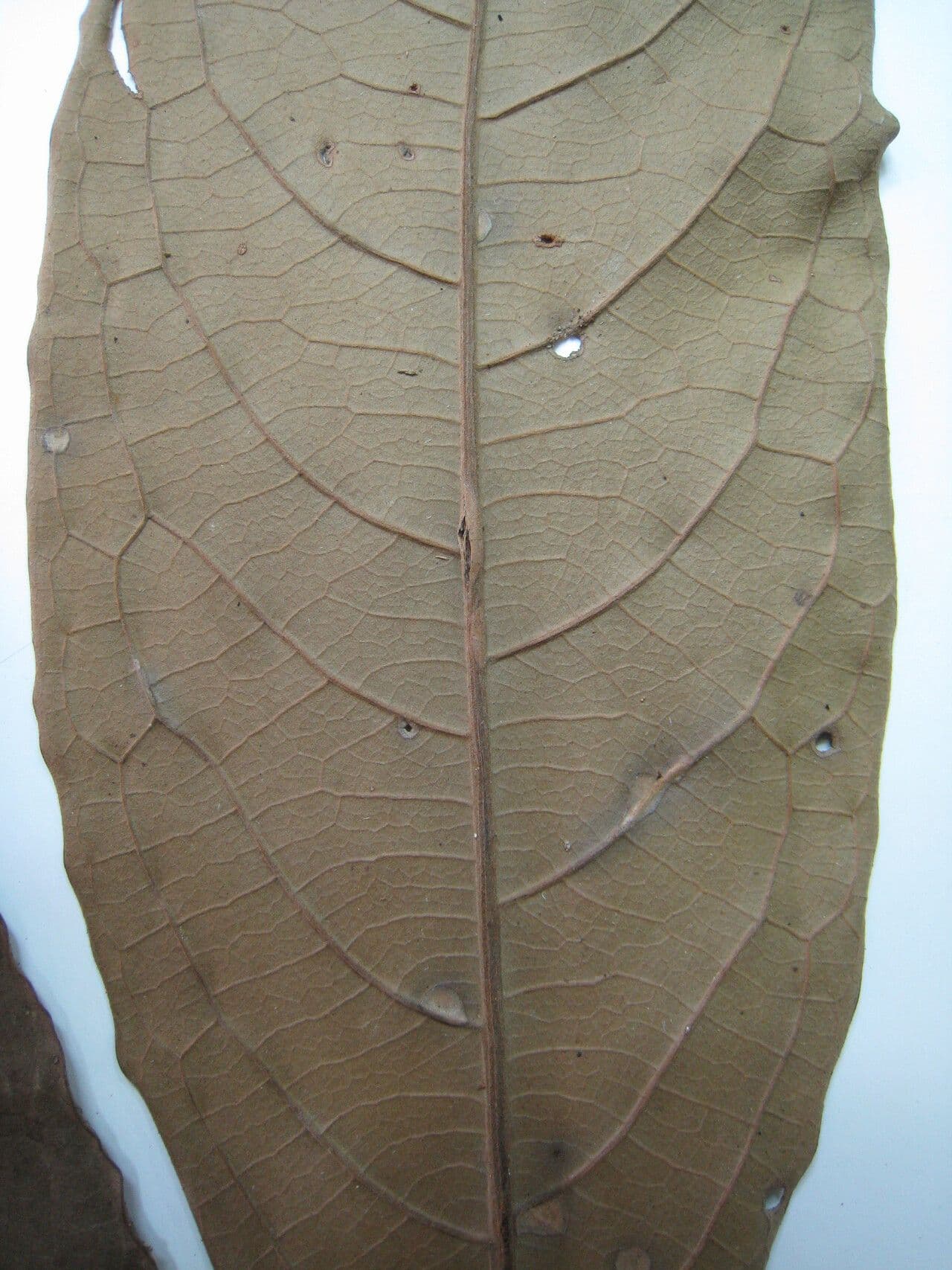 Aniba 6