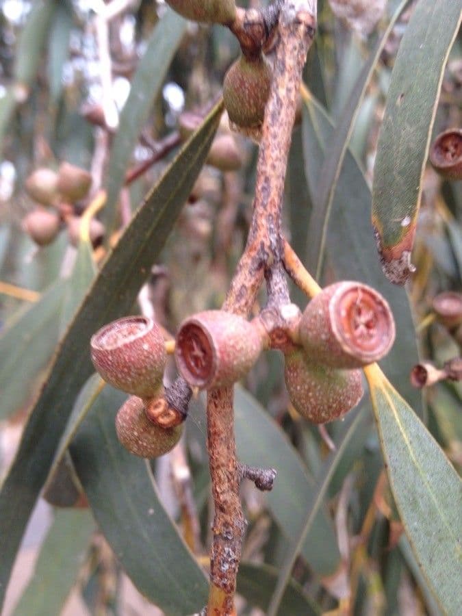 Schnee-Eukalyptus 2