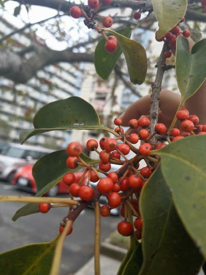 Ilex rotunda 5