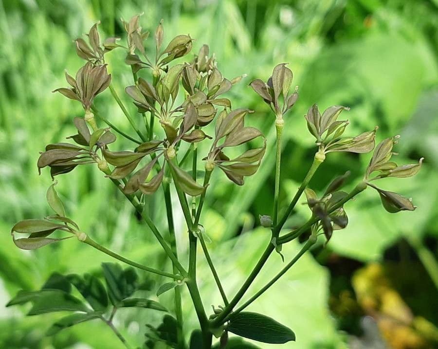 Akeleiblättrige Wiesenraute 5