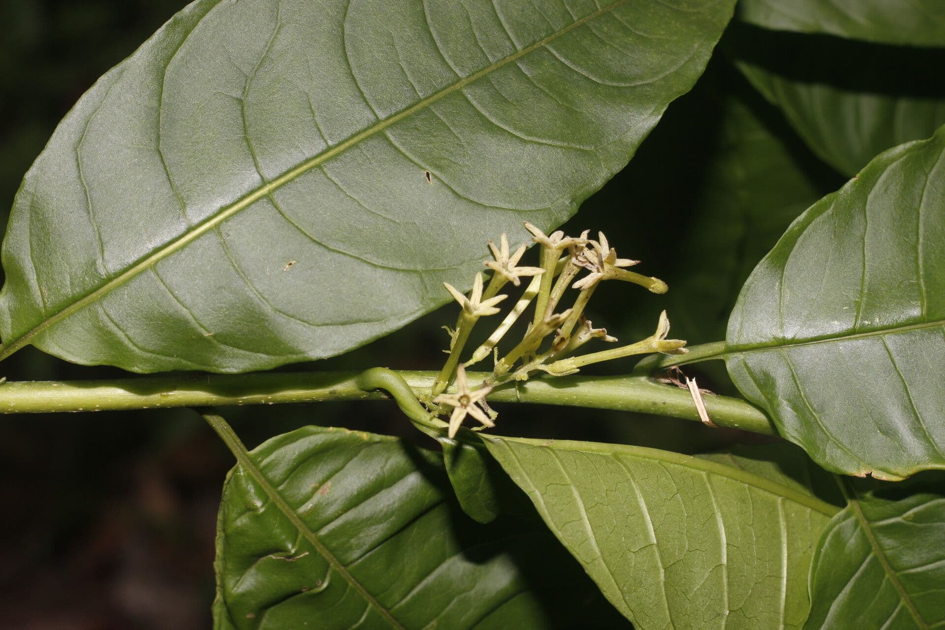 Cestrum strapcovité 6