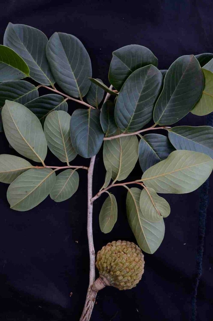 Annona crassiflora 2