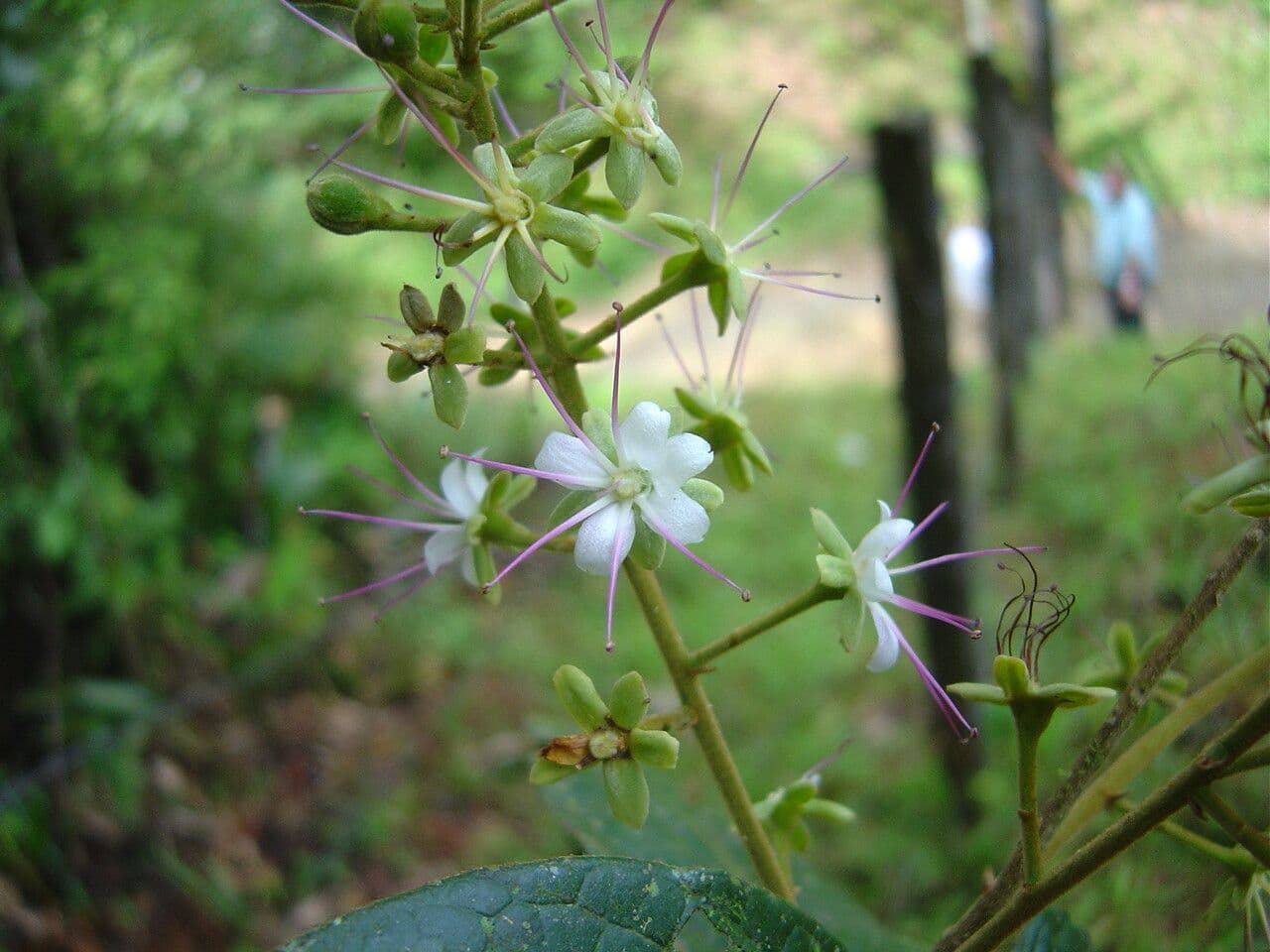 Hirtella hebeclada 4