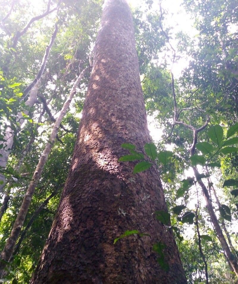 Mahagon 6