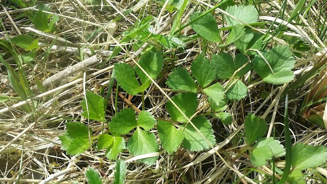 Ligusticum scoticum 15