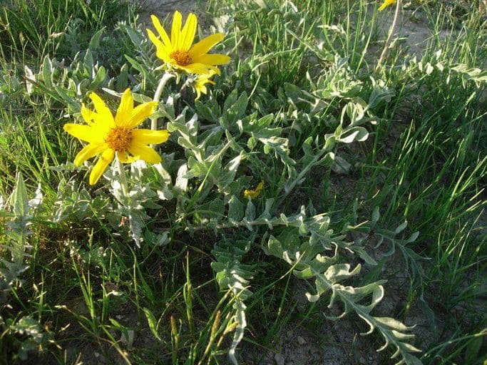 Grauer Balsamwurzel 3