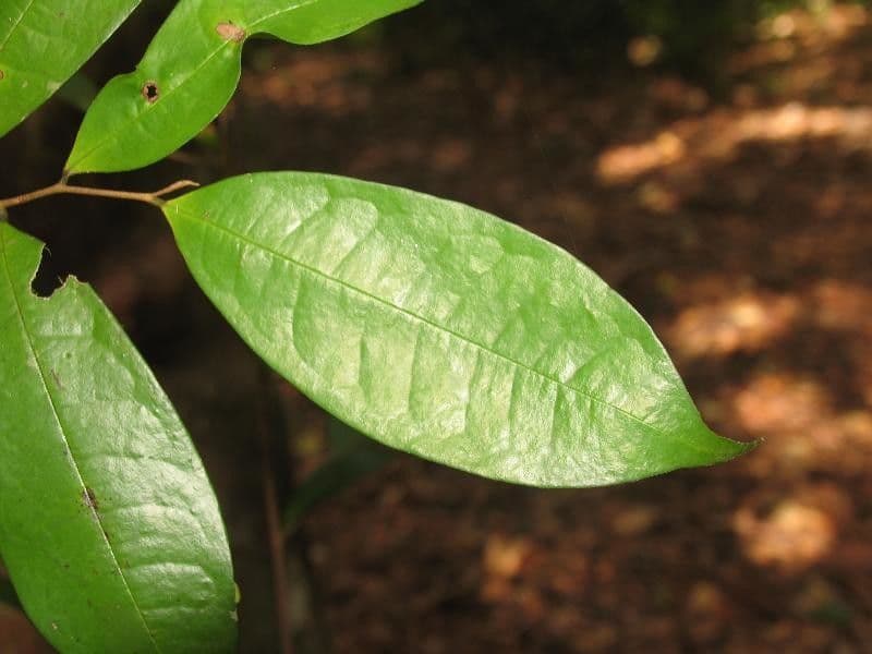 Duguetia calycina 4