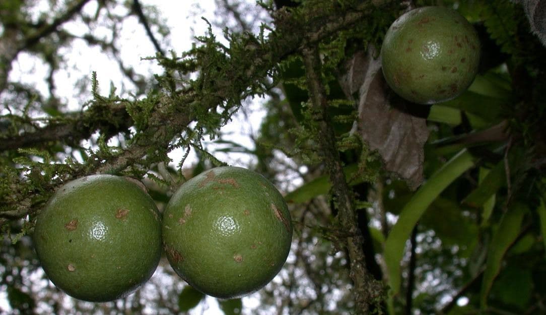 Schlegelia 2