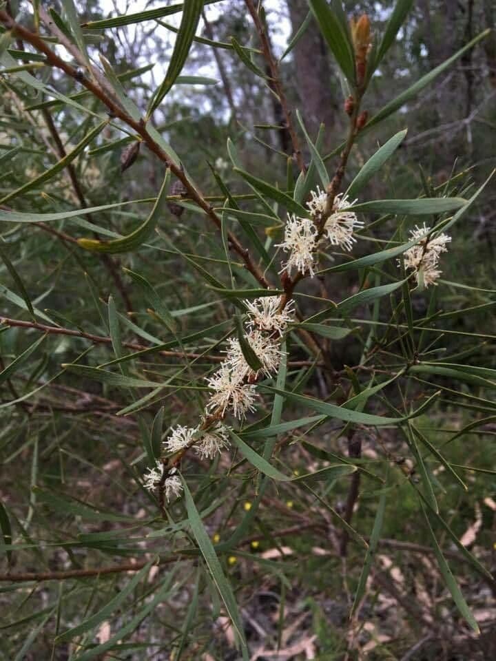 Hakea dactiloida 2