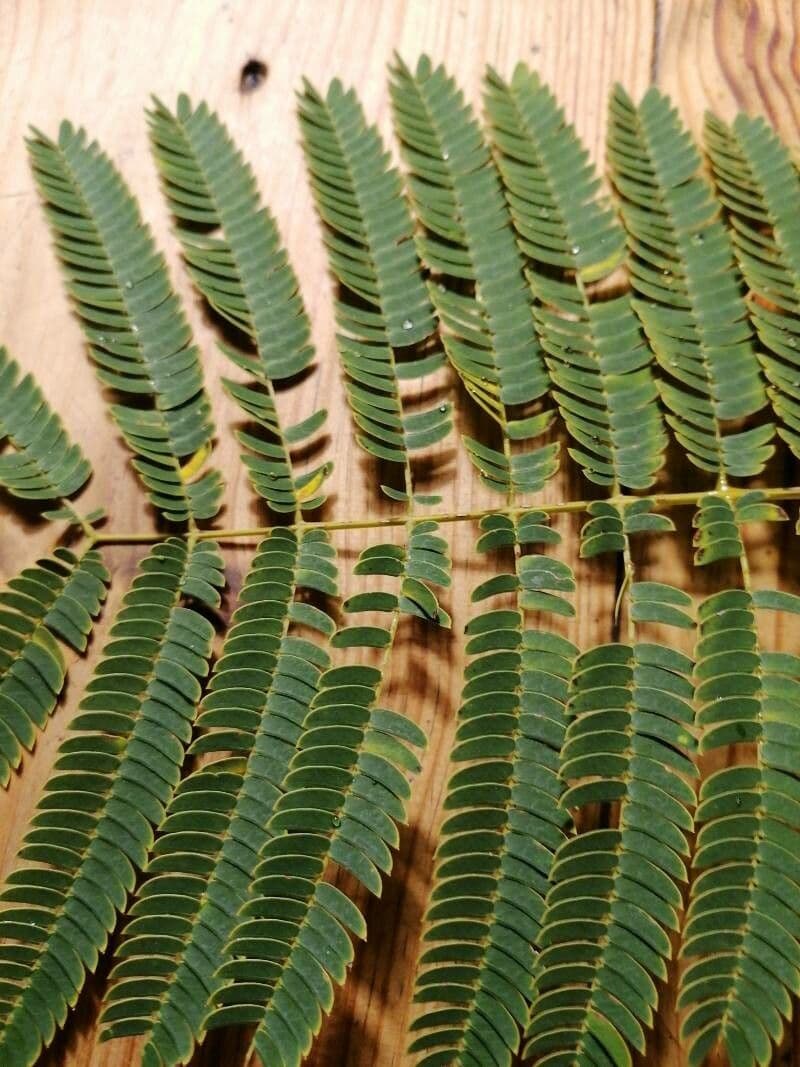Albizia australiana 18