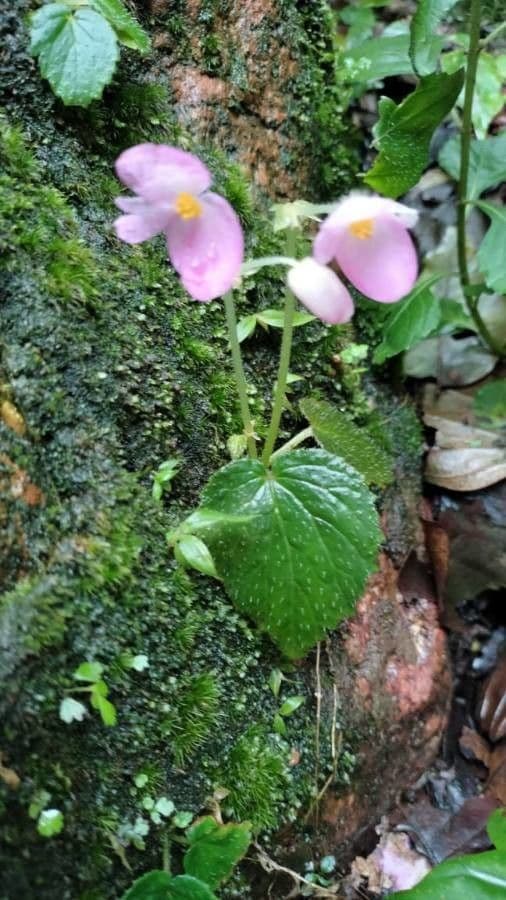 Begonia gracile