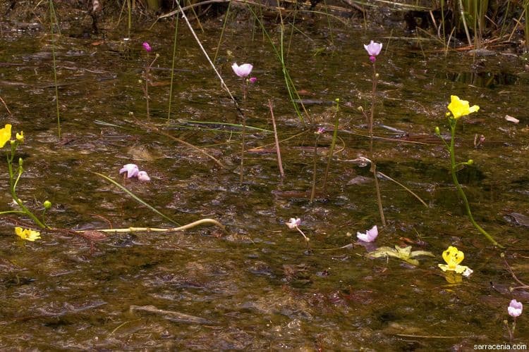 Utricularia 5