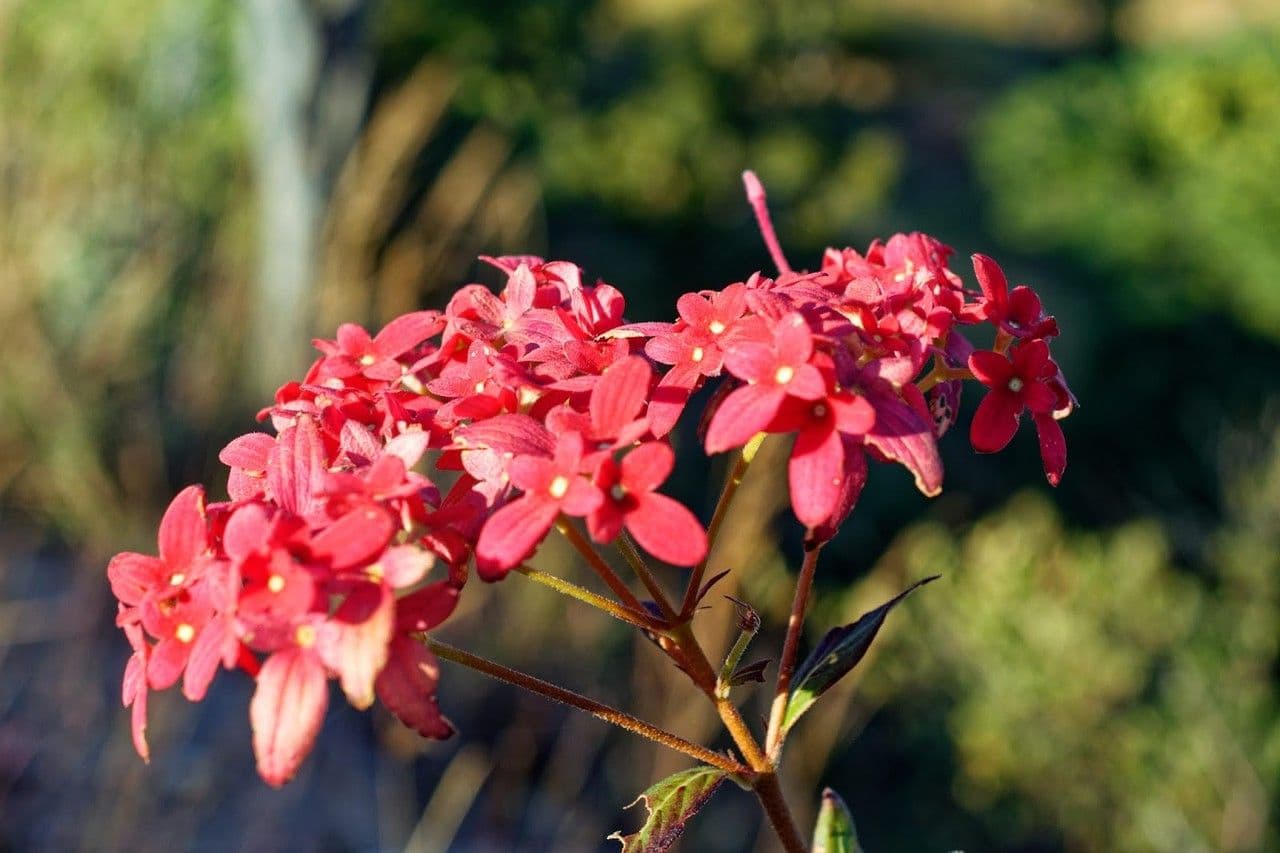 Paracarphalea kirondron 2