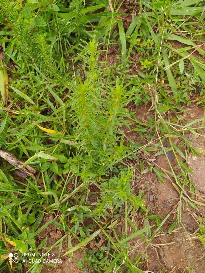 Ammannia baccheriforme 11