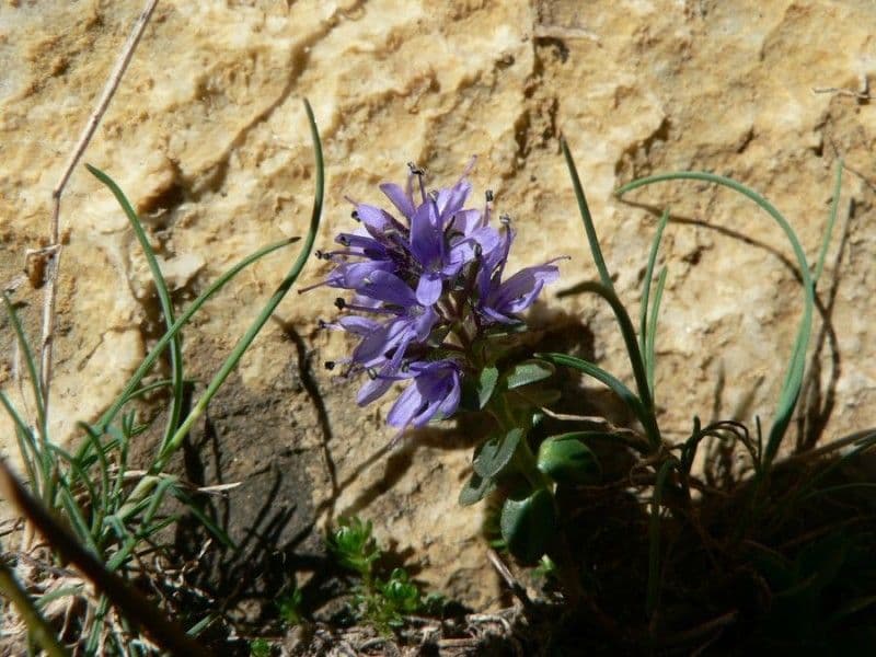 Veronica pirenaica 3