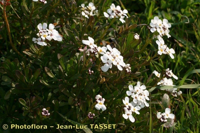 Iberis 8