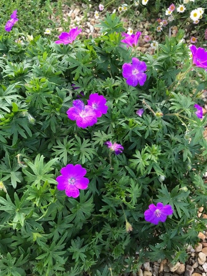 Géranium sanguin 29