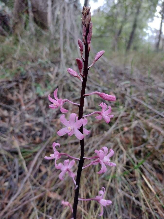 Dipodium 3