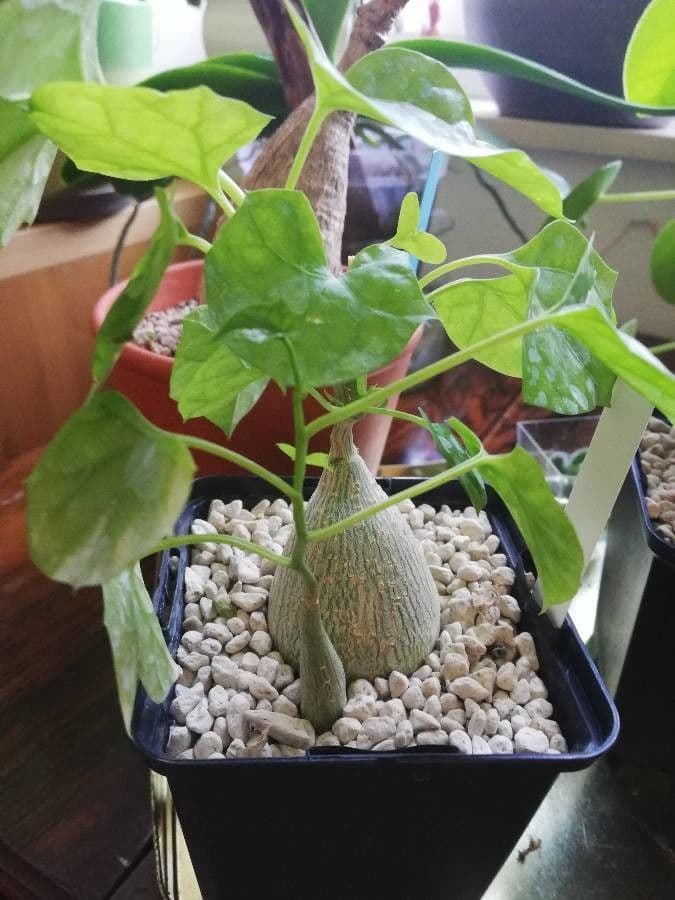Gerrardanthus