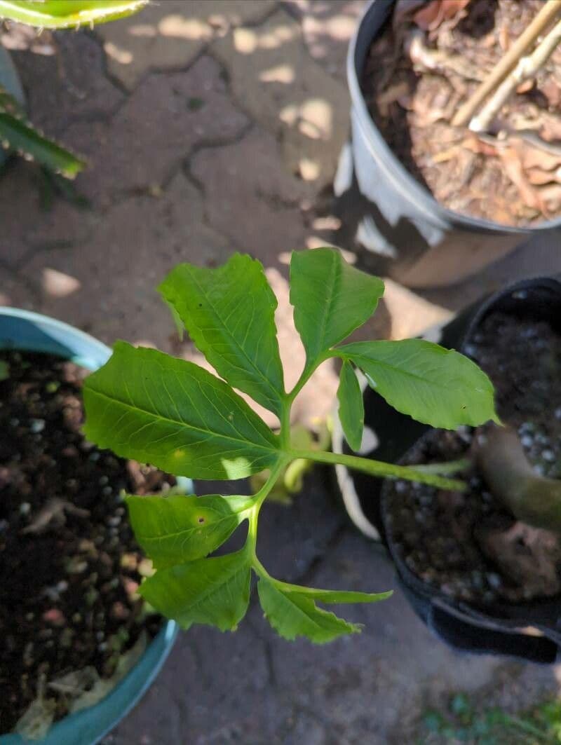 Sauromatum 11