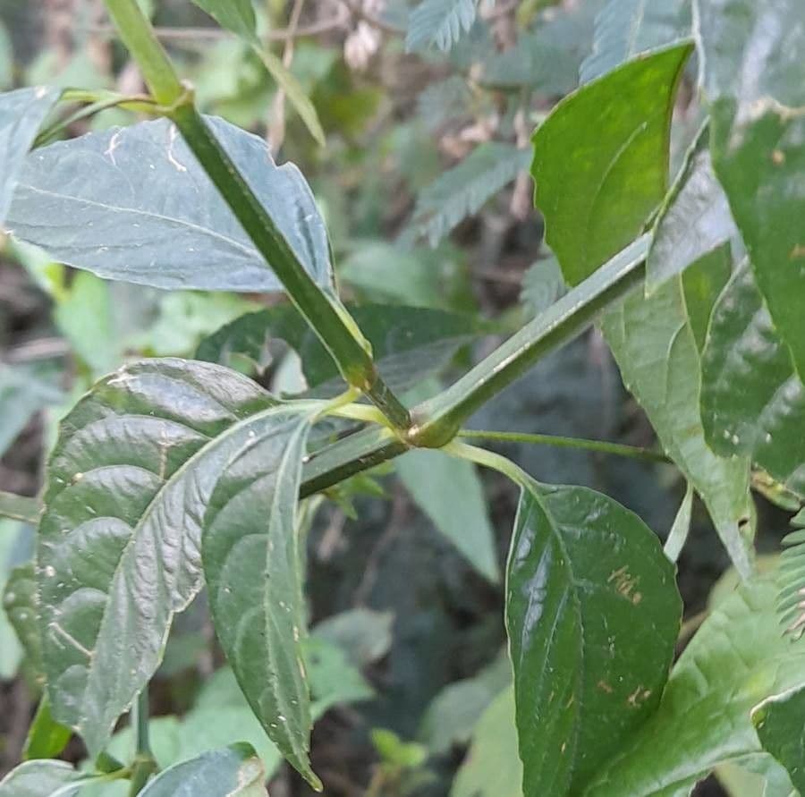 Ruellia angustiflora 11