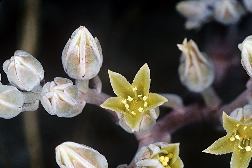Dudleya 2